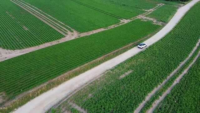Car driving through the potato fields in Belgium.