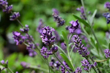 Flowering lavender against a blurred green background