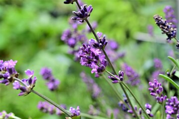 Flowering lavender against a blurred green background