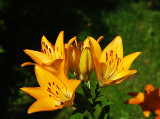 Beautiful flowering lilies