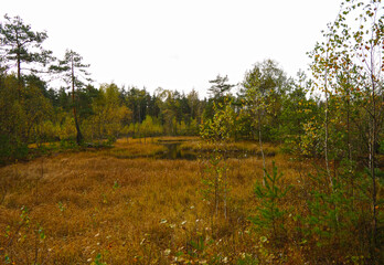 Autumn on a peat bog.