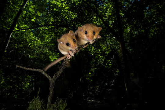 hazel dormouse