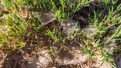 Green herbs in the desert of Morocco