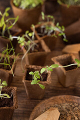 Vegetable seedlings in biodegradable pots on wooden table close up. Urban gardening