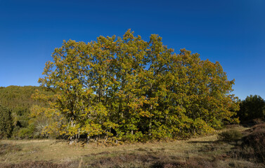 Fototapeta premium View of oaks trees in autumn with ocher and yellow leaves 