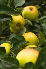 Ripe Pippin apples hanging on the tree 