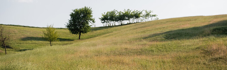 rural landscape with hilly meadow and green trees, banner.