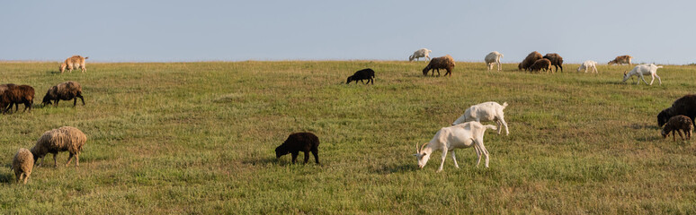 herd grazing in green meadow in countryside, banner.