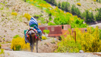 Moroccan horse rider in atlas mountains