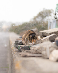 雪の中の猫　三毛猫