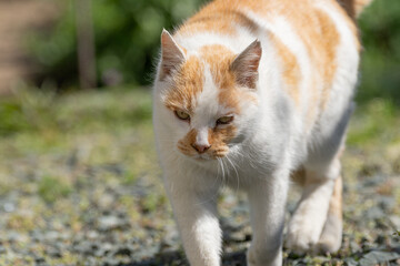 歩く猫　茶白猫