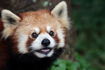 Fototapety  Closeup head red panda "Ailurus fulgens", Red panda closeup
