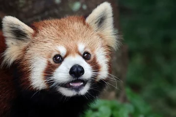 Foto op Canvas Closeup head red panda "Ailurus fulgens", Red panda closeup © kuritafsheen