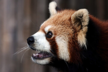 Closeup head red panda "Ailurus fulgens", Red panda closeup