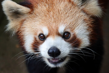 Closeup head red panda 