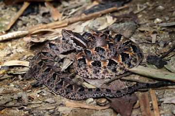 Calloselasma rhodostoma snake hiden on dry leaves