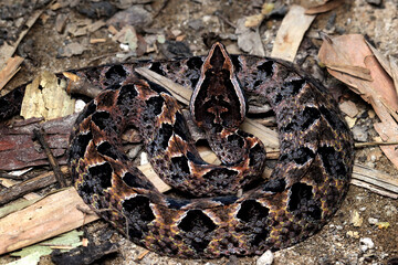 Calloselasma rhodostoma snake hiden on dry leaves