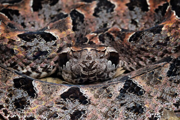 Calloselasma rhodostoma snake hiden on dry leaves
