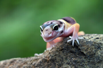 Leopard gecko closeup on coral stone, Leopard gecko front view, Leopard gecko closeup 