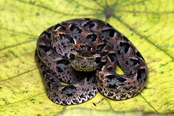 Calloselasma rhodostoma snake hiden on yellow leaves, Calloselasma rhodostoma closeup on yellow leaves