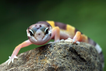 Leopard gecko closeup on coral stone, Leopard gecko front view, Leopard gecko closeup 