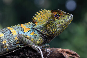 Lizard forest dragon male on grass with natural background, animal closeup