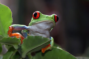 Red-eyed tree frog closeup on leaves, Red-eyed tree frog (Agalychnis callidryas) closeup on branch