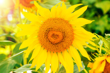 Obraz premium Sunflower and butterfly in sunny day