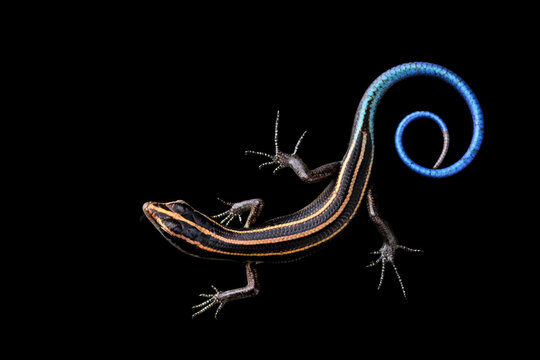 Blue tail skink (Cryptoblepharus egeriae) closeup on isolated background, Blue tail skink closeup