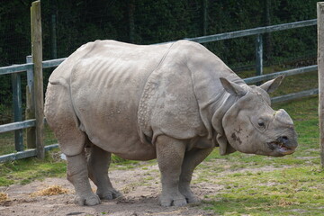 Obraz premium Indian rhinoceros