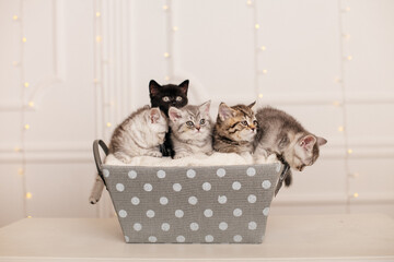 Schöne Bengal Kätzchen	