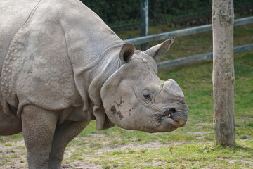 Naklejka premium Indian rhinoceros