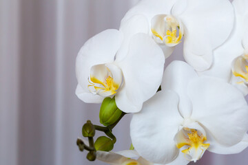 Fototapeta na wymiar White orchids on a tulle background