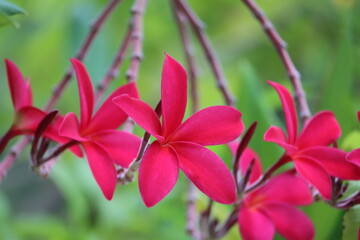 Cambodia. Plumeria rubra is a deciduous plant species belonging to the genus Plumeria.