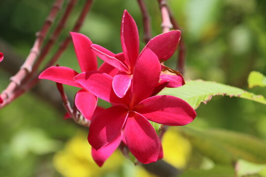 Cambodia. Plumeria rubra is a deciduous plant species belonging to the genus Plumeria.