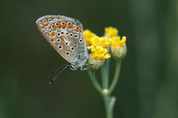 Macro shots, Beautiful nature scene. Closeup beautiful butterfly sitting on the flower in a summer garden.