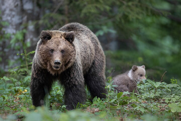 Obraz na płótnie Canvas Slovenian bear