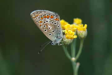 Macro shots, Beautiful nature scene. Closeup beautiful butterfly sitting on the flower in a summer garden.