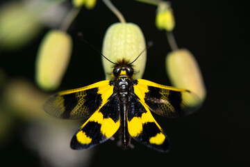 Owlfly Libelloides macaronius net-winged insect