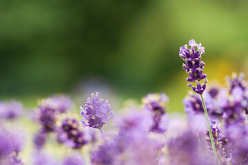 Lavendel mit gr&uuml;nen unscharfen Hintergrund