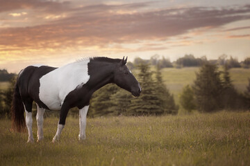 Obraz premium horse in the field