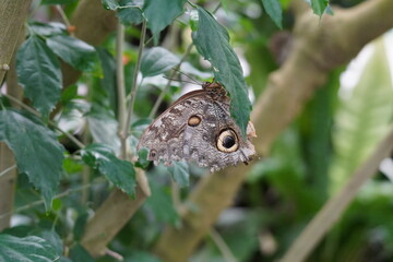 Owl butterflies