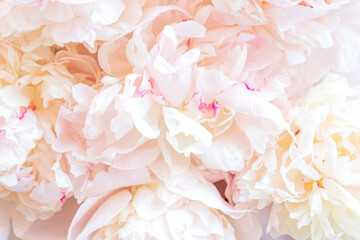 pink peonies in pastel colors close-up, flower pattern, floral background texture