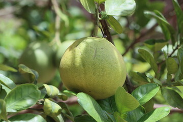 Pomelo, or pompelmus, or sheddok is a plant species from the genus Citrus; also called the fruits of this plant.