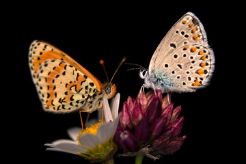 Macro shots, Beautiful nature scene. Closeup beautiful butterfly sitting on the flower in a summer garden.