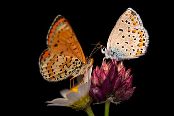 Macro shots, Beautiful nature scene. Closeup beautiful butterfly sitting on the flower in a summer garden.