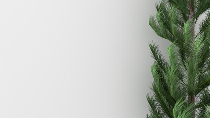 green spruce on white