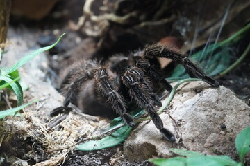 Brazilian salmon pink bird eating tarantula