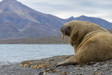 Walrus (Odobenus rosmarus) in water, close-up portrait, Svalbard, Norway