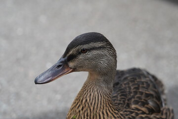 Mallard